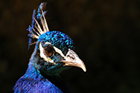 Pavo cristatus